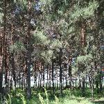 ������ĸ����